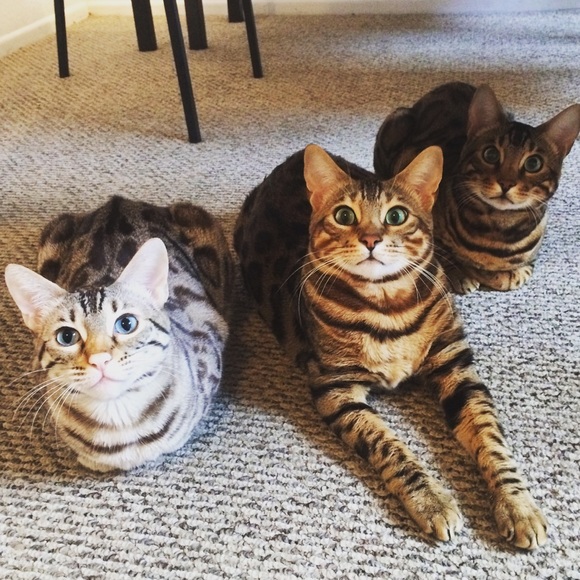 Meet your Posher, Beth - Picture 2 of 3